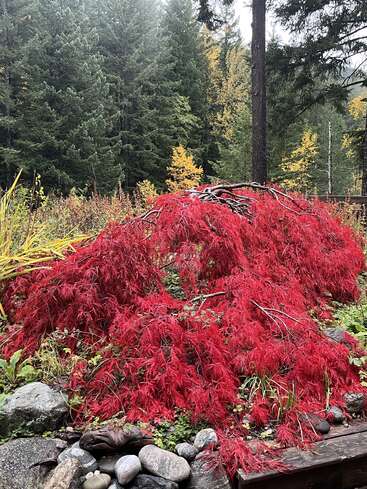 Ein leuchtend roter japanischer Ahorn mit zarten Blättern steht neben Felsen, umgeben von üppigem Grün und dichten, hohen Waldbäumen im Hintergrund. Die Herbstfarben kommen zum Vorschein.