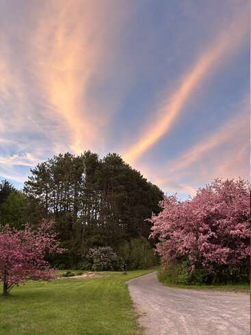 A winding path curves between lush green grass, vibrant pink blossoming trees, and tall pines, under a dramatic sunset sky streaked with soft orange clouds.