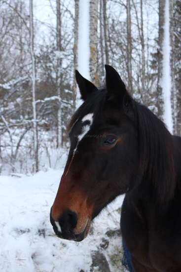 A dark brown horse with a white marking on its forehead stands in a snowy forest. The trees are bare, and snow covers the ground everywhere.