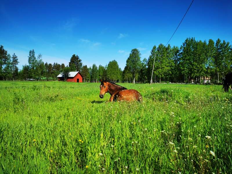 A brown horse is lying in a lush green meadow under a bright blue sky, with a red barn and trees in the background. Peaceful, rural scene.