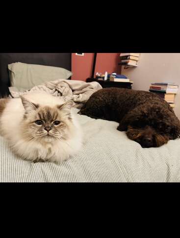 A fluffy white cat and a curly brown dog rest together on a bed with striped sheets. Behind them, books and objects are stacked on shelves. Cozy scene.