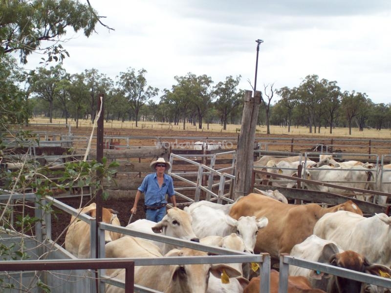 Volunteer on a ranch in Queensland, Australia