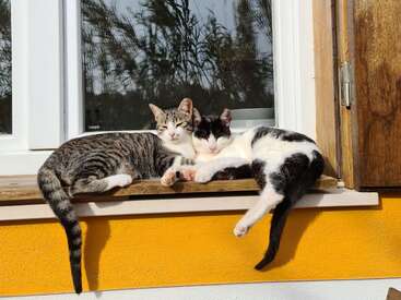 Dois gatos carinhosos estão abraçados em um peitoril de janela ensolarado, aproveitando o calor. Um é malhado, o outro é preto e branco, ambos contentes e tranquilos.