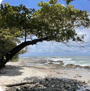 A tranquil beach scene featuring a leaning tree with sprawling branches, overhanging a sandy shoreline scattered with rocks, waves gently crashing, and a partly cloudy sky.