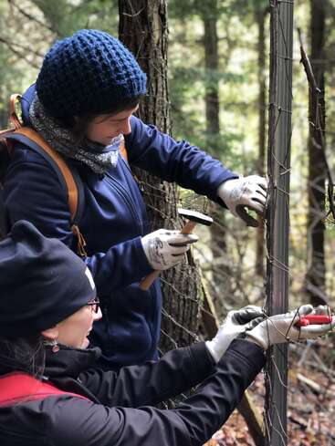 Deux personnes portant des gants et des vêtements chauds travaillent ensemble pour réparer une clôture métallique dans une forêt. L'une utilise un marteau, l'autre des pinces, faisant preuve d'un excellent travail d'équipe.