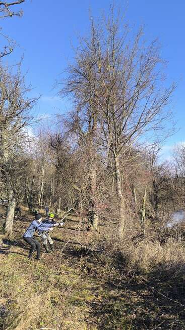 Plusieurs personnes travaillent ensemble à l'extérieur, coupant des branches d'arbres dépourvus de feuilles par une journée ensoleillée dans une zone boisée sous un ciel bleu.