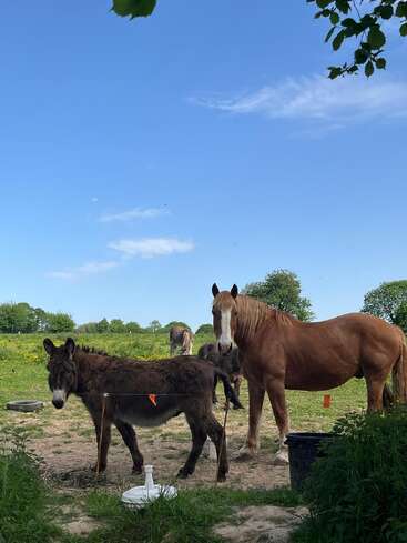 Un caballo marrón y un burro están uno al lado del otro en un prado verde bajo un cielo azul brillante, con más animales pastando al fondo.