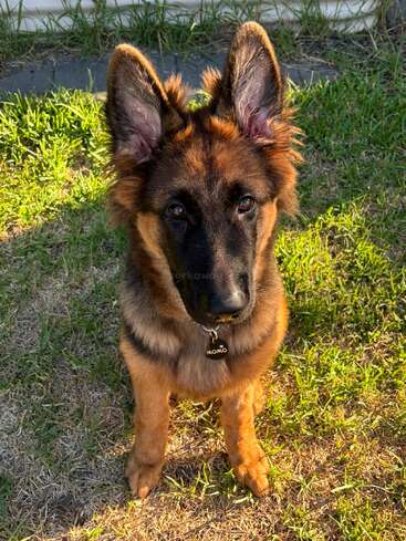 The image depicts a German Shepherd puppy sitting in a grassy area, with a tag around its neck bearing the name \"MOMO\". The puppy is looking directly at the camera.