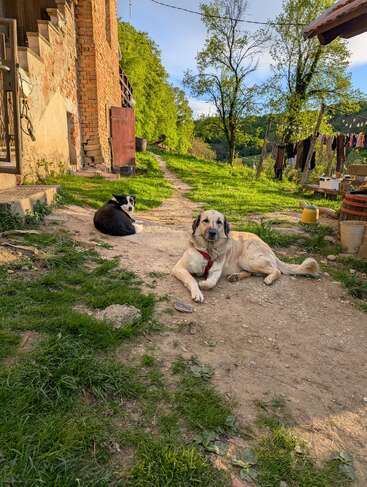 Dos perros descansan en un camino de tierra cerca de una rústica casa de ladrillo. La hierba verde, los árboles, la luz del sol y la ropa tendida en un tendedero completan esta tranquila escena campestre.