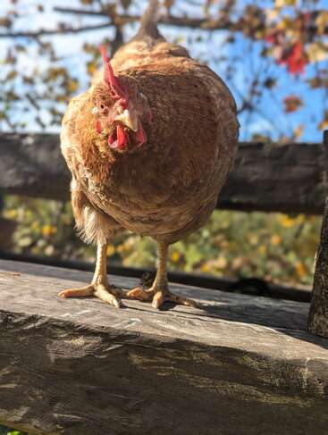 Una curiosa gallina marrón está de pie sobre una valla de madera, mirando directamente a la cámara. Las hojas otoñales y el cielo azul crean un fondo colorido y alegre.