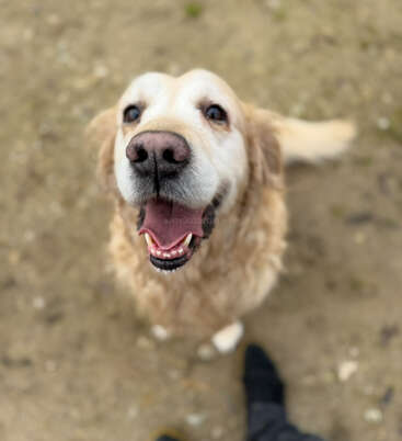 Ein glücklicher Golden Retriever blickt mit einem breiten Lächeln auf, die Nase nah an der Kamera. Der Hintergrund ist ein sandiger Boden. Ein fröhlicher und freundlicher Ausdruck.