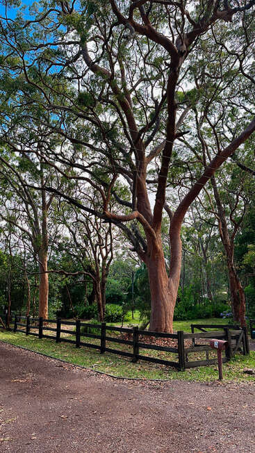 Un grand arbre aux branches tentaculaires se dresse derrière une clôture en bois noir dans un cadre verdoyant et luxuriant. Une boîte aux lettres marquée "19" est visible.