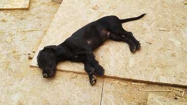 Un pequeño cachorro negro duerme sobre un trozo de madera contrachapada. Su cuerpo está cómodamente estirado y el entorno parece ser un suelo de madera inacabado.