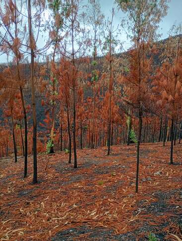 Une forêt avec des arbres brûlés et carbonisés et des feuilles brun-orange recouvrant le sol. Quelques feuilles vertes montrent des signes de repousse, indiquant les conséquences d'un récent incendie de forêt.