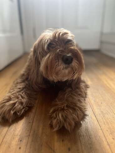 The image features a brown dog lying on a wooden floor, with white doors in the background, and a watermark reading \'worldoway.info\' in the center.