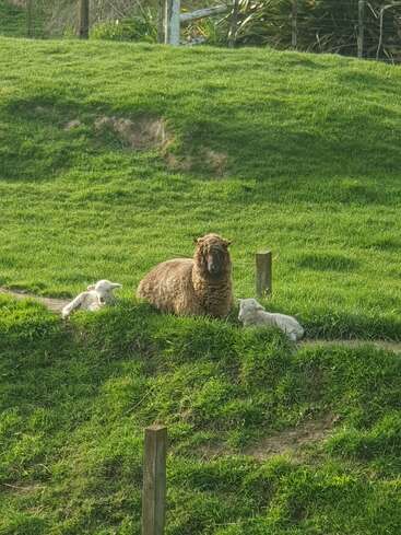 Una oveja marrón descansa sobre la hierba verde entre dos corderitos blancos. Unos postes de madera y unas colinas frondosas los rodean, creando una tranquila escena rural a la luz del sol.