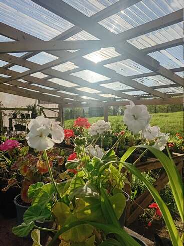 A luz do sol passa por um teto transparente sobre uma estufa de madeira, iluminando flores vermelhas e brancas vibrantes que crescem em vasos cercados por vegetação exuberante e vigas rústicas.