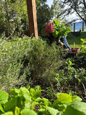 Uma pessoa usando um chapéu vermelho cuida de um exuberante jardim de ervas verdes ao ar livre, cercado por plantas de hortelã e alecrim, sob uma estrutura de madeira em um dia ensolarado.