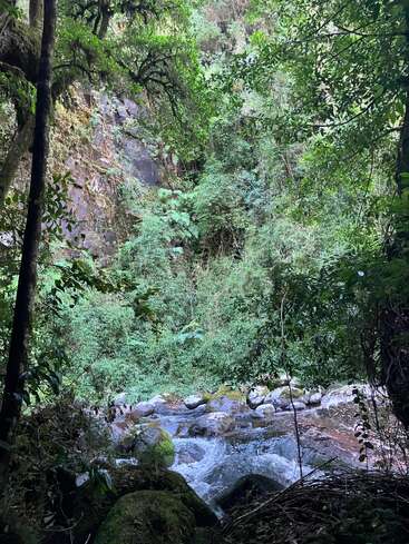 A lush, green forest surrounds a flowing stream with mossy rocks. Dense vegetation and tall trees create a serene, natural atmosphere, showcasing untouched wilderness beauty.