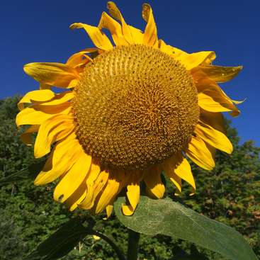 The image features a vibrant sunflower with bright yellow petals and a prominent brown center, set against a backdrop of trees and a clear blue sky.