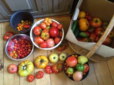 The image depicts a collection of tomatoes in various sizes and colors, arranged on a wooden floor alongside several bowls and a wicker basket.