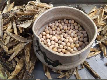 The image depicts a ceramic bowl filled with dried peas, surrounded by dried pea pods on a metal surface, likely used for shelling or processing peas.