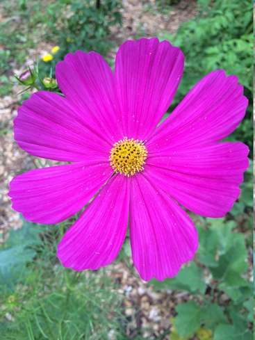 The image features a vibrant pink flower with a yellow center, set against a blurred background of greenery and brown ground cover.