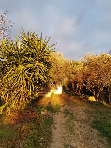 La imagen representa un sereno camino de tierra flanqueado por frondosos árboles y plantas, con una cálida luz amarilla iluminando la escena, enmarcada en un suave cielo azul.