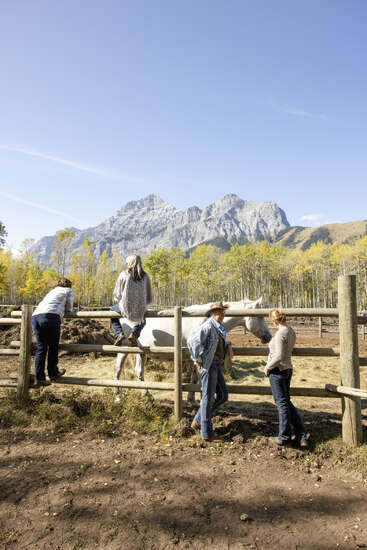 Four people interact with a white horse near a wooden fence, surrounded by autumn trees and mountains under a clear blue sky, enjoying an outdoor moment.