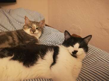 La imagen muestra a dos gatos tumbados en una cama con sábanas a rayas azules y blancas, sobre una pared color melocotón. Los gatos son el centro de atención de la imagen.
