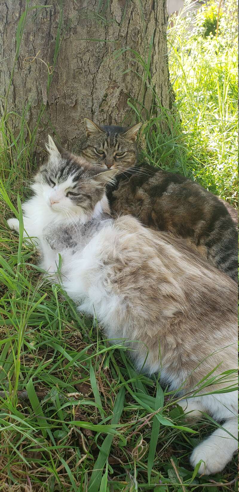Deux chats sont allongés côte à côte dans l'herbe, sous un arbre. L'un d'eux a un long pelage duveteux, et tous deux semblent paisibles et satisfaits, profitant de l'ombre offerte par la nature.