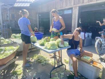 Trois femmes sont en plein air, occupées à préparer et à couper des choux sur une table, entourées de bacs et de restes de feuilles, avec un bâtiment rustique en bois en arrière-plan. C'est une journée ensoleillée.