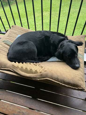 A black dog is lying on a worn-out brown cushion atop a wooden bench. The setting is a balcony with green grass visible outside the railing.