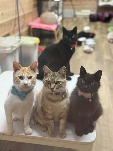 Tres gatos con lazos están sentados en una mesa blanca, mirando a la cámara, mientras que un cuarto gato negro está sentado en el fondo. La habitación parece acogedora.