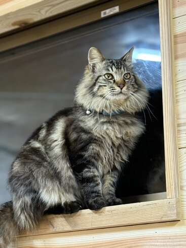 Un esponjoso gato atigrado de pelo largo con llamativas marcas y collar azul está sentado alerta en el alféizar de una ventana de madera, mirando atentamente al exterior con ojos brillantes.