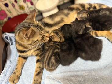 Una gata madre cuida cariñosamente de sus cuatro gatitos, que se acurrucan sobre una suave toalla azul en un entorno interior acogedor y seguro.