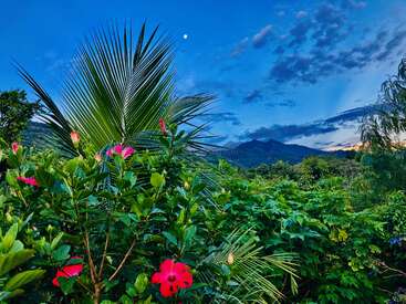 Des plantes tropicales verdoyantes avec des fleurs d'hibiscus rouge vif au premier plan, des palmiers, des montagnes lointaines, un ciel bleu vif, des nuages et une lune visible.