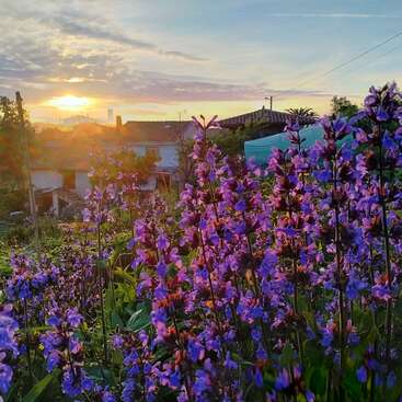 Das Bild zeigt eine ruhige Gartenszene bei Sonnenuntergang mit leuchtend lila Blumen und einem weißen Haus mit Ziegeldach vor einem warmen, bewölkten Himmel.