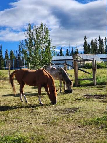 Two horses graze peacefully on a grassy field near a wooden gate. Bright sunlight, a tree, blue sky, clouds, and a farmhouse create a serene scene.