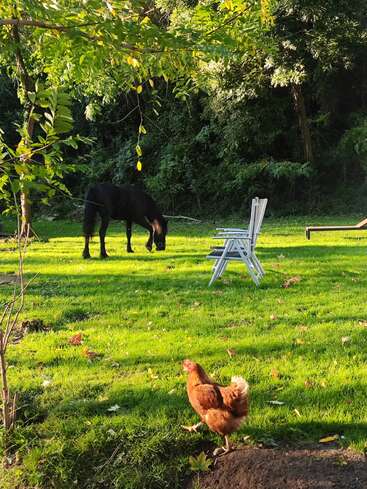 Im Vordergrund läuft ein braunes Huhn, während im Hintergrund ein schwarzes Pferd grast. Zwei leere Stühle und saftig grünes Gras vervollständigen die ruhige Szene.
