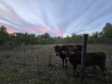 Deux vaches se tiennent derrière une clôture grillagée dans un champ à la végétation clairsemée, tandis que les nuages du soir se teintent de rose et de bleu au-dessus d'un horizon bordé d'arbres, créant ainsi une scène paisible.