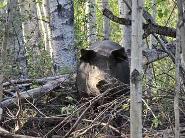 Un sanglier se tient dans un sous-bois dense, partiellement caché par des branches tombées et de grands arbres, se fondant dans l'environnement naturel de la forêt éclairée par la lumière du soleil.