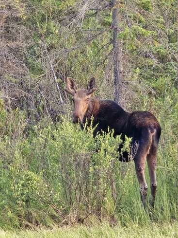 Un élan se tient partiellement caché au milieu de buissons verts et denses, regardant directement l'appareil photo. Des herbes hautes et des arbres entourent l'animal, créant une scène naturelle de forêt.