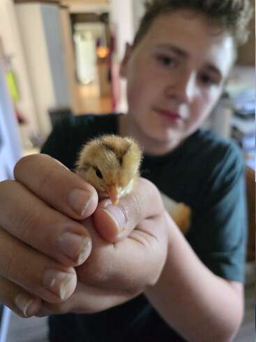 Une jeune personne tient délicatement un petit poussin duveteux dans ses mains. La mise au point est nette sur le poussin et la personne est légèrement floue en arrière-plan.