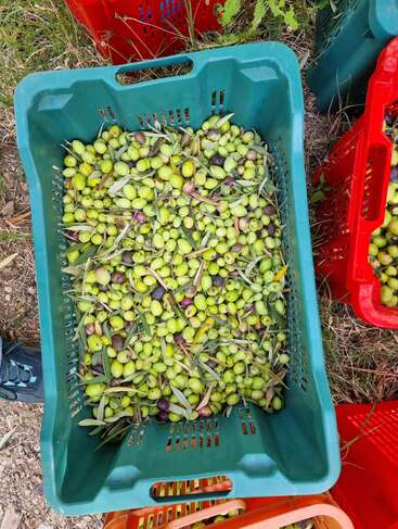 Une caisse en plastique vert remplie d'olives fraîchement récoltées, certaines avec des feuilles et des branches, est entourée d'autres caisses colorées placées sur le sol herbeux.