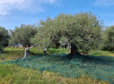 Deux personnes récoltent les olives d'un grand olivier à l'aide de perches. Un filet vert est étendu sur le sol pour attraper les olives qui tombent. Belle campagne.
