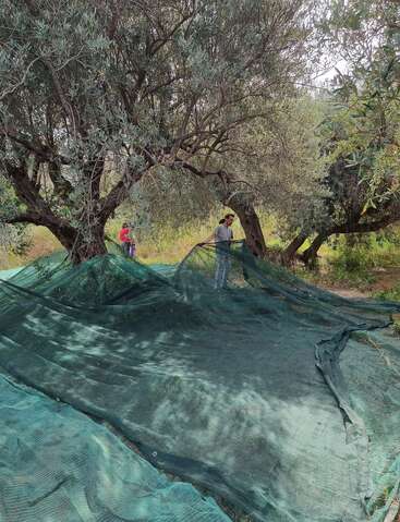 Dos personas extienden grandes redes verdes bajo los olivos de un bosquecillo, probablemente preparándose para la recolección de aceitunas a la sombra de las frondosas ramas.