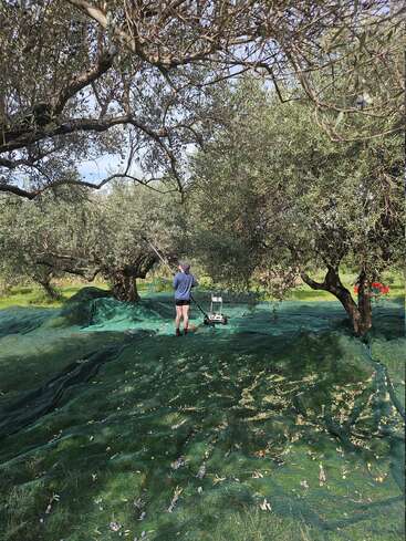 Una persona se encuentra bajo unos olivos, rodeada de redes verdes tendidas en el suelo, probablemente recolectando aceitunas. La luz del sol se filtra entre las ramas, creando una escena apacible.