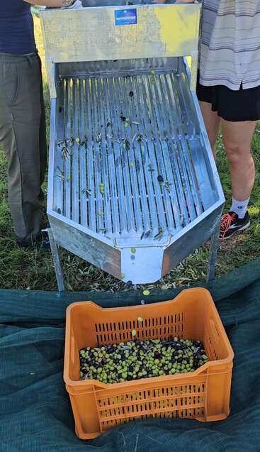 Dos personas utilizan una máquina clasificadora metálica para separar aceitunas recién recogidas, que caen en una caja de naranjas situada debajo. La escena transcurre al aire libre sobre hierba.