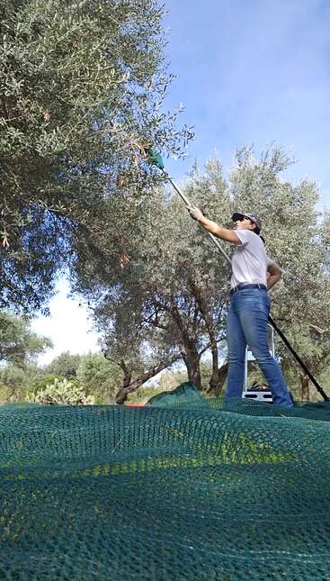 Una persona, de pie sobre una plataforma, se eleva con una herramienta para recoger aceitunas de un árbol. Redes verdes cubren el suelo bajo los olivos.